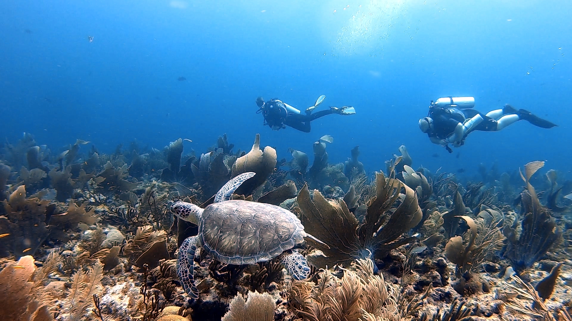Diver over colorful reef on Bonaire